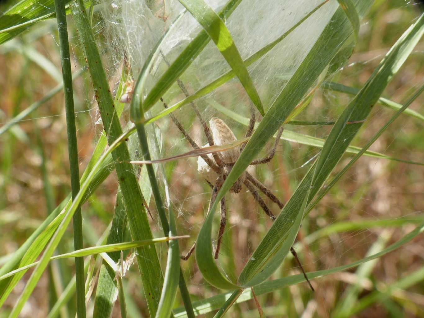 Nidi di Pisaura sp. - Tolfa (RM)